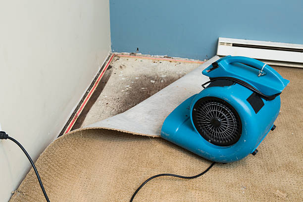 Best Mold removal after water damage  in Berry Creek, CA